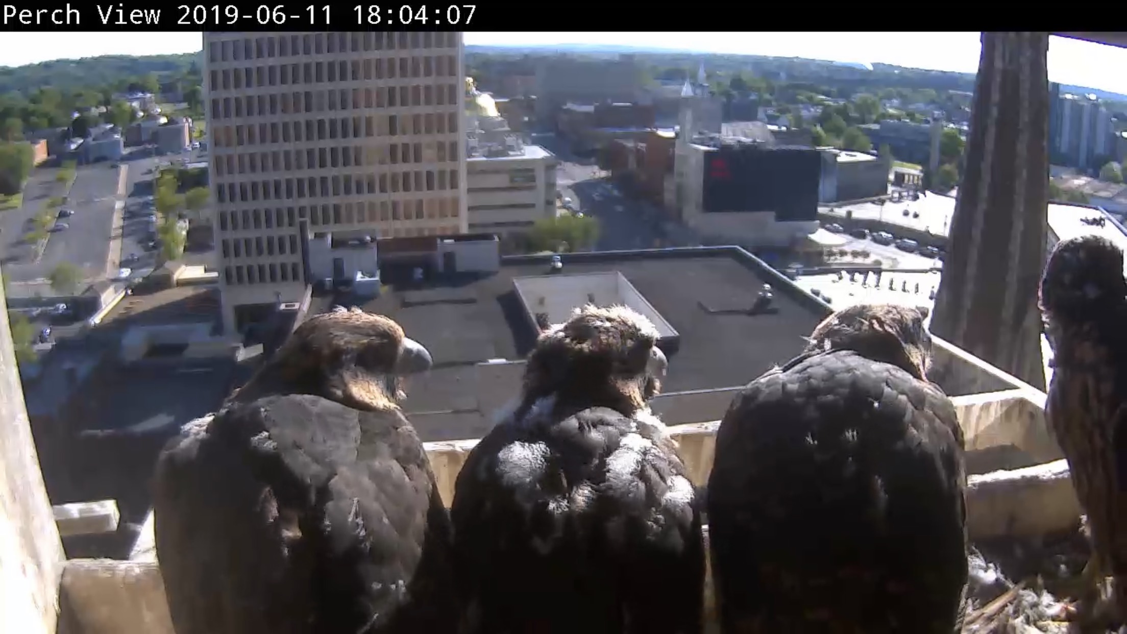 watching Astrid's flight demonstrations