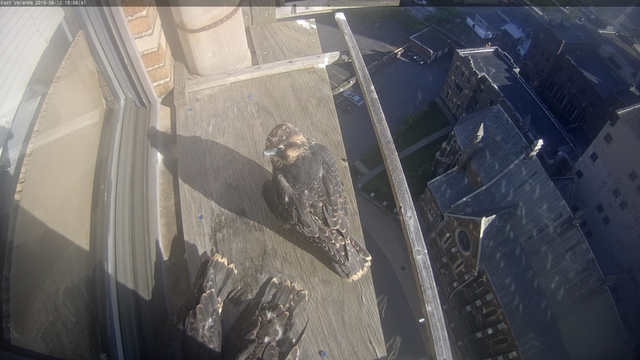 Three nestlings on the west veranda!