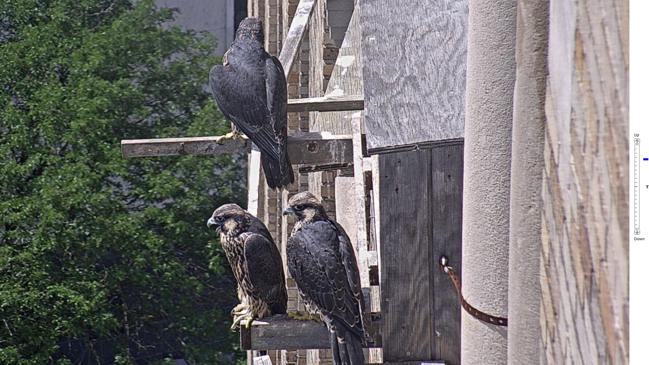 Archie, Penelope and Keisha still have yet to fledge