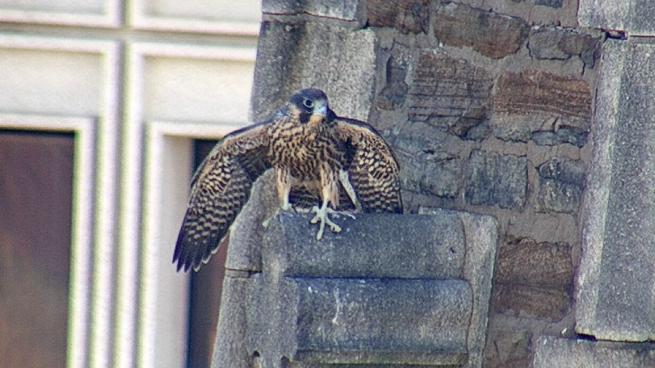 Rue displaces his mother on the steeple. No mean feat!