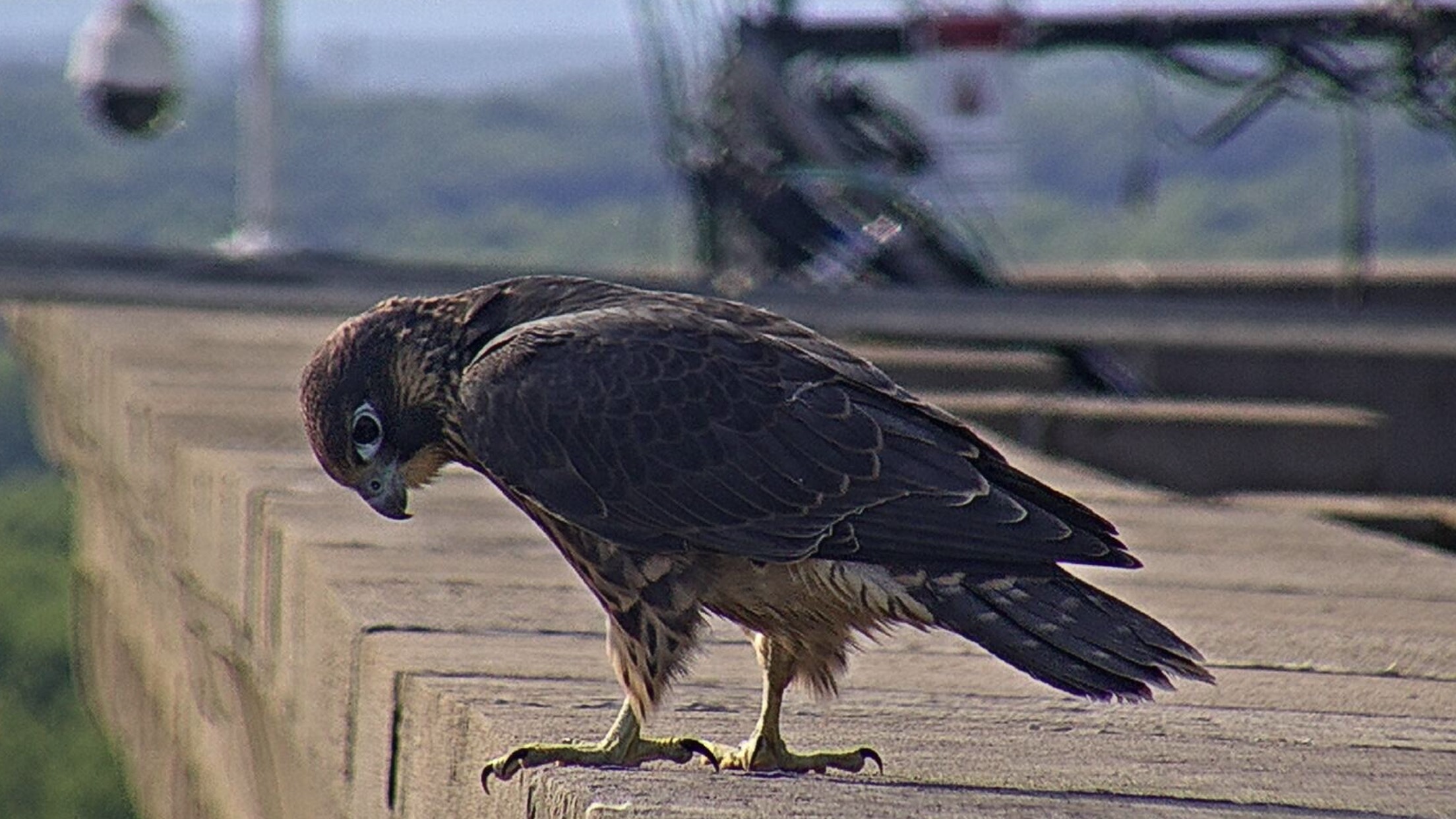 Rue on the roof of the Adirondack Bank building looking down at the nest box