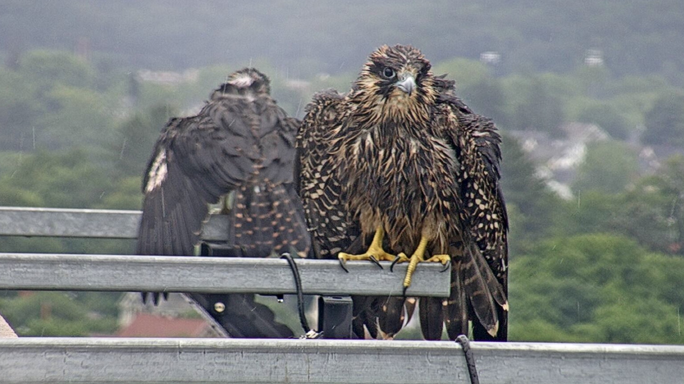 Rain throughout the morning kept the fledglings  in place