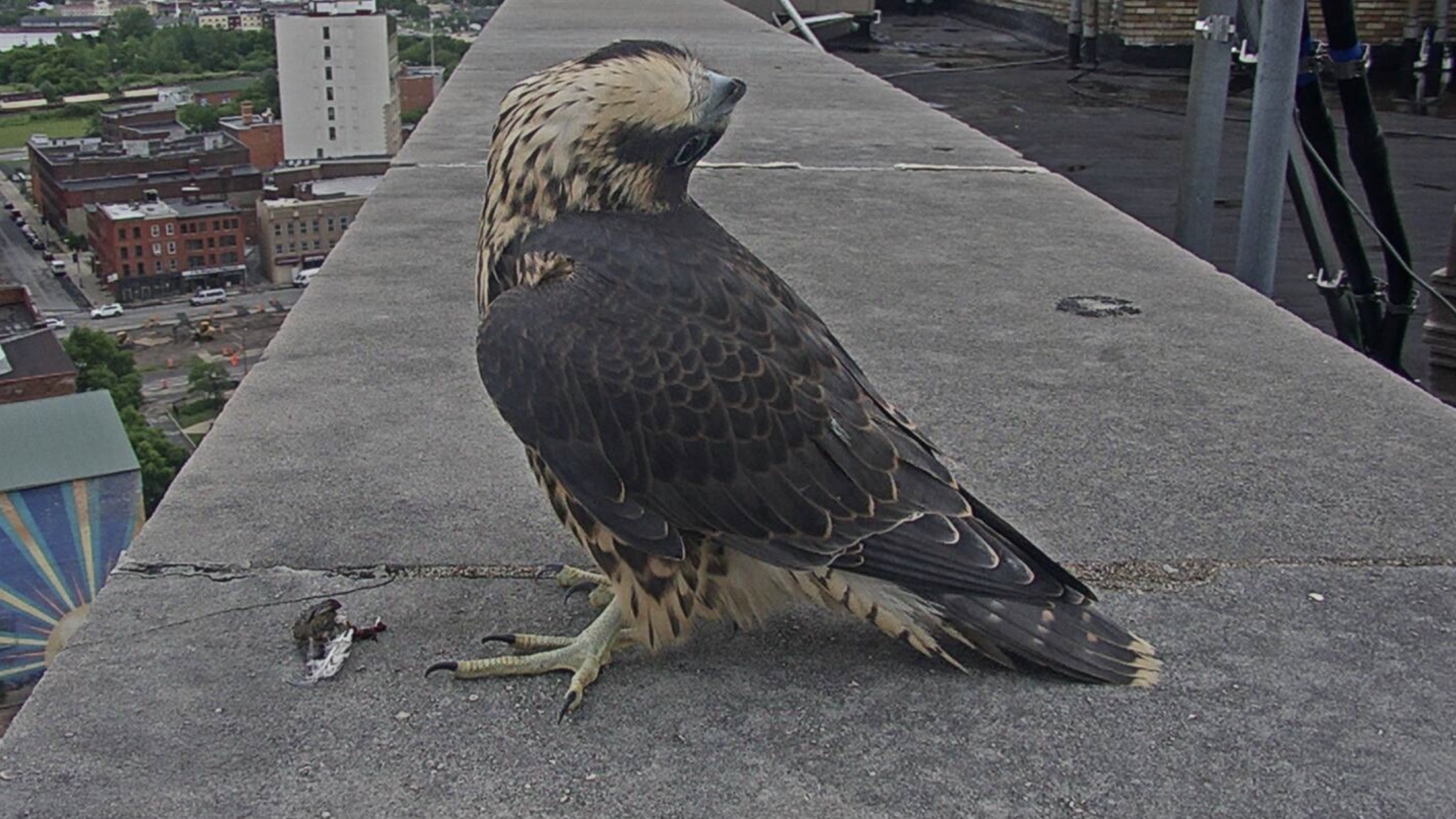 Rue watches a parent fly over