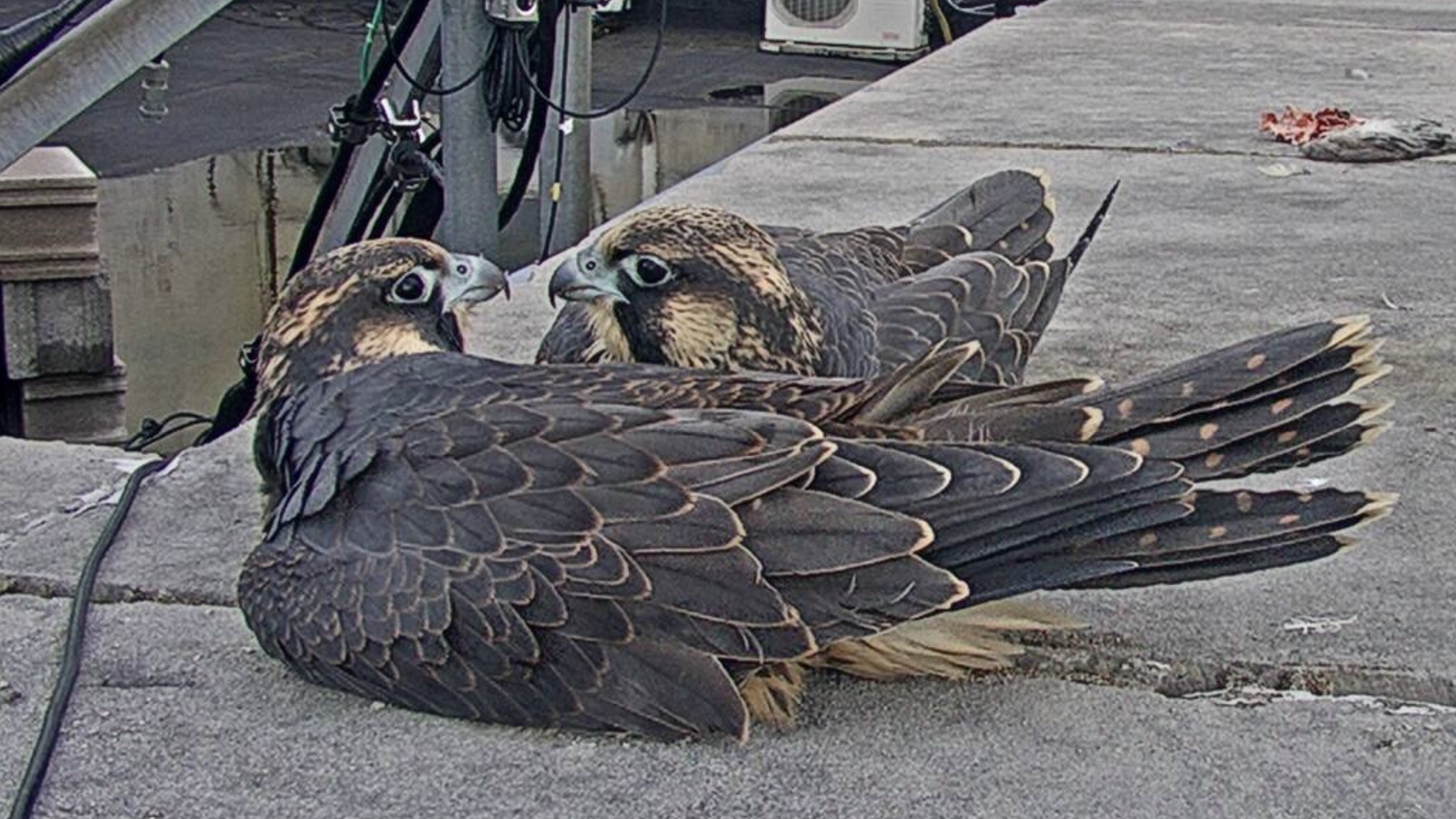 Keisha and Penelope are reunited on the Adirondack Bank Roof