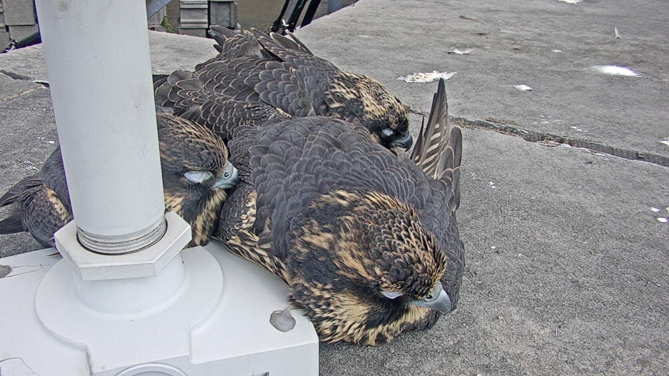 Snoozing together on the bank roof