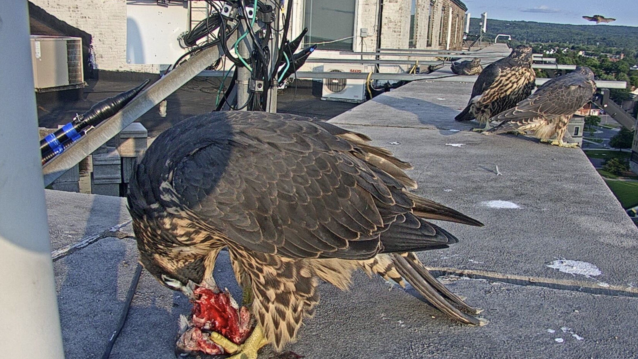 All four kids on the roof - Parent flying by in background