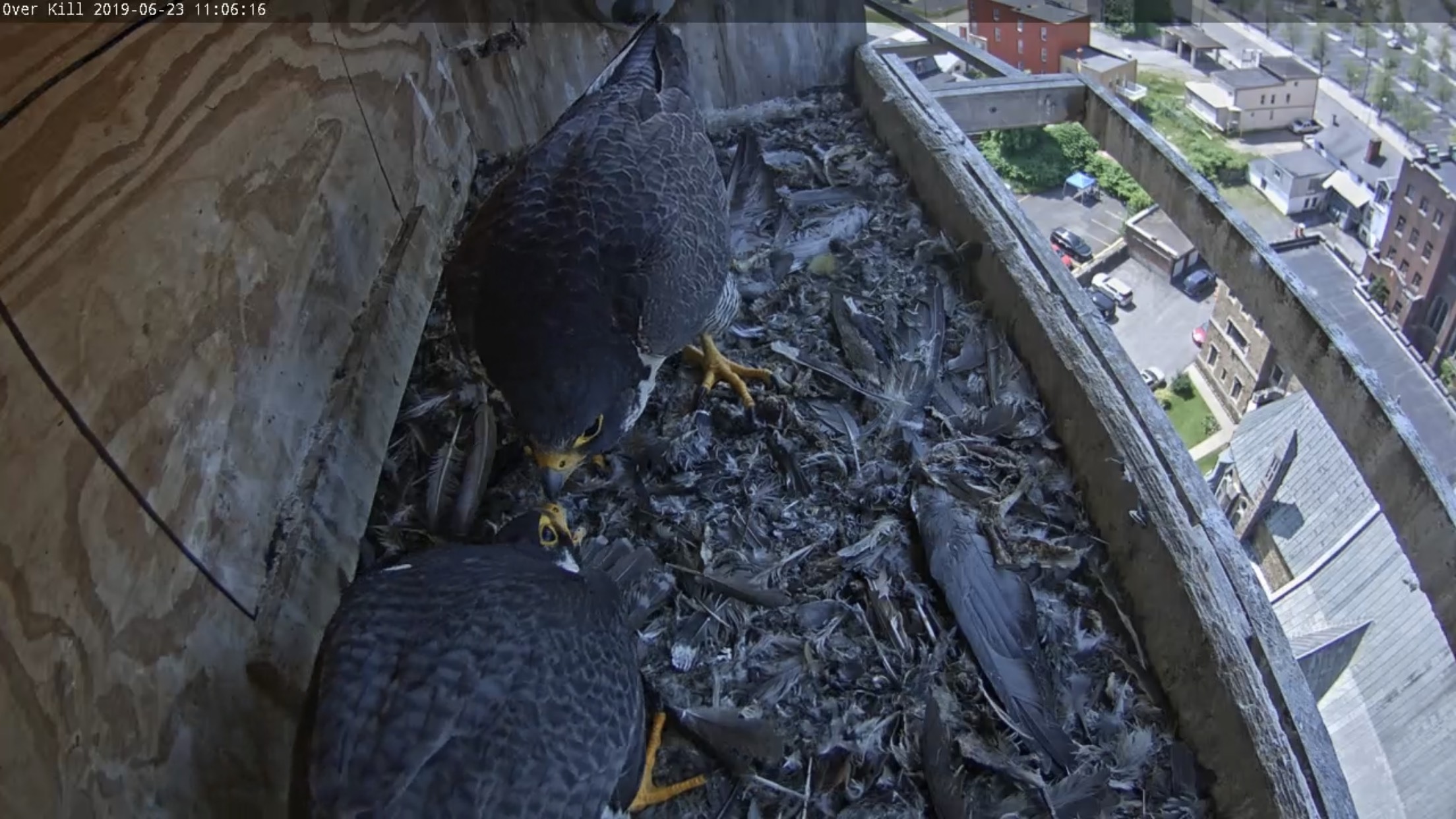 Astrid and Ares share a ledge display at the box