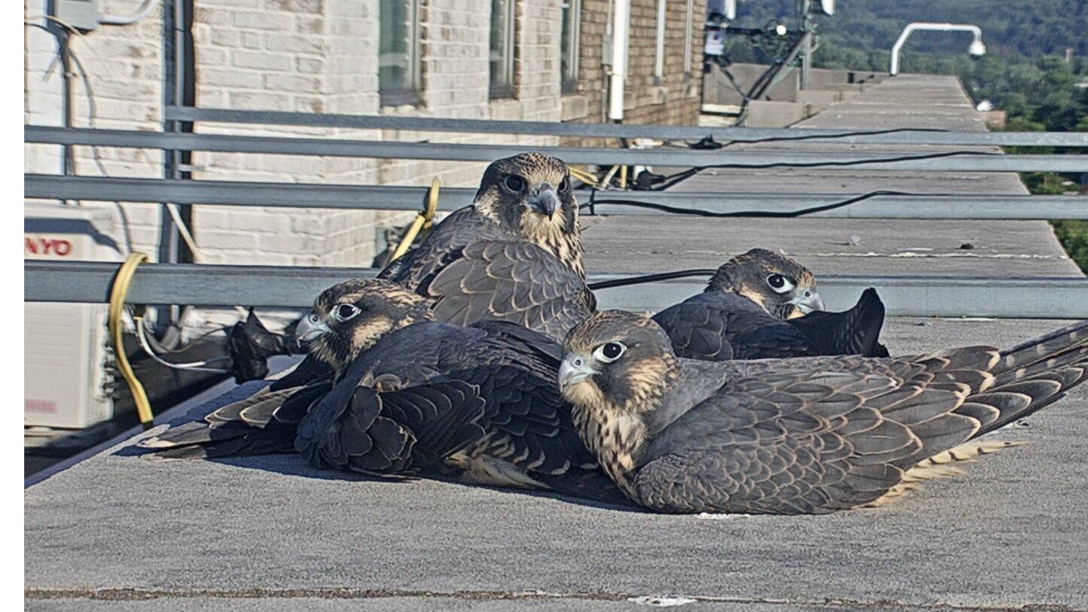 The four juveniles lounge together in a heap on the bank roof