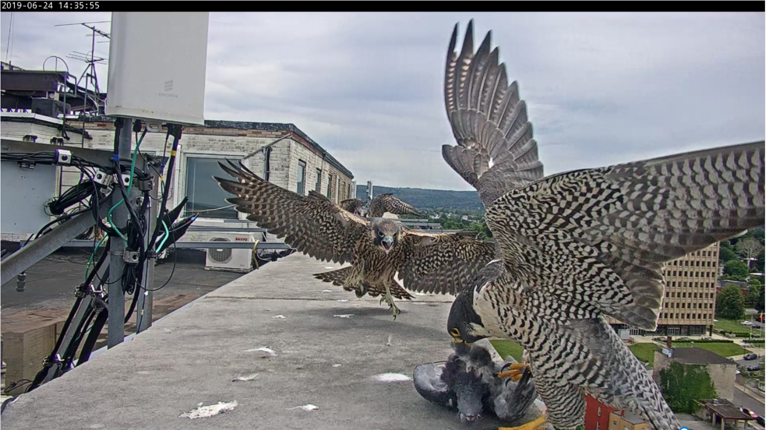 Astrid drops off food to eager juveniles - Rue rushes in first