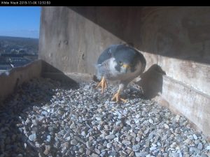 Ares heading across nest box