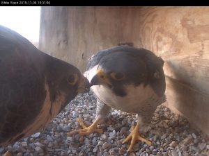 Astrid and Ares beak during a ledge display