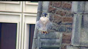 Astrid on the steeple