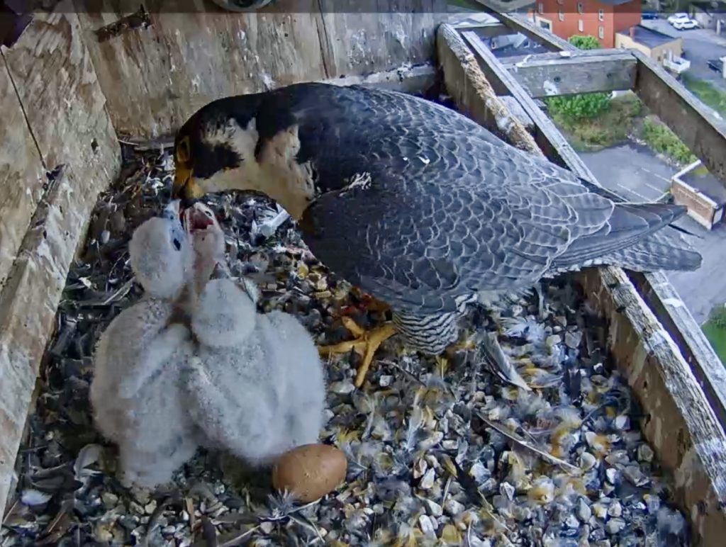 Astrid Gets Mad Today and Goes to the Roof of the Box & Nestlings ...